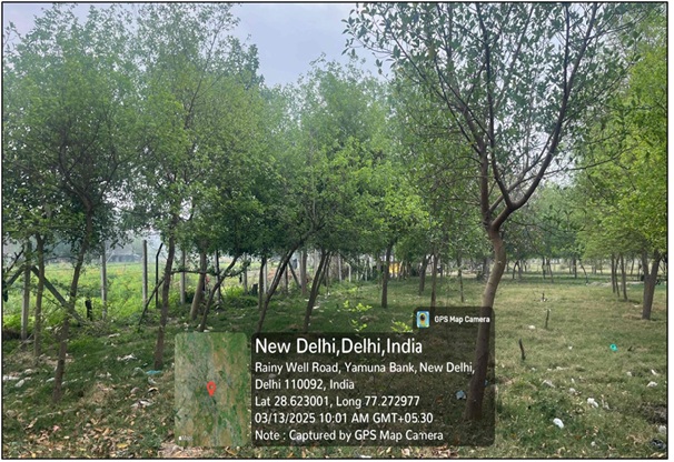 Compensatory Afforestation
